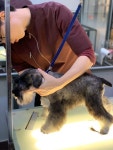 Pet cafe에 있는 JJangga님의 핀 - 2022