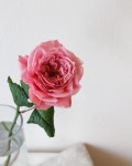 . romantic sunday💗 . . 상품 주문 ◡̈ 플라워클래스 문의 ◡̈ 031.713.0310 kakao I