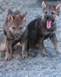 Pin von 목실 박 auf Lobos , dingos, coyotes y chacales♥ | Wolf welpen, Wolf bilder, Wolfswelpe