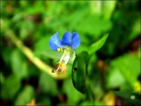 모든 시민은 기자다 | 꽃, 닭 그림, 꽃그림