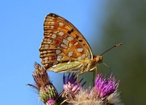 Pin page Butterflies에 있는 Lynn님의 핀