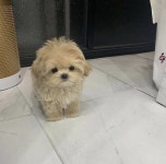 Pin on 네발 달린 친구들