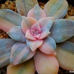 펜타드럼금4406(Graptopetalum pentandrum superbum) - 다육식물(Succulents) - 2023 | 다육 식물, 농장