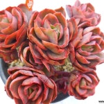 수연(E. Suyon) - 다육식물(Succulents)