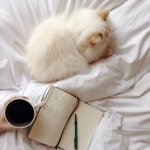 Chats의 최고 인기 이미지 576개 | 새끼 고양이, Cute kittens 및 애완동물 Chats