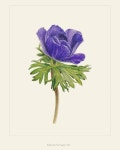 Pin page 보태니컬아트 스페이스림 - Blue Flower with Green Leaves Drawing