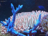 Milleopora에 있는 Jun Jong Lee님의 핀 | 산호