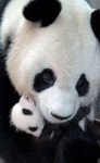 Mother with baby panda | 판다