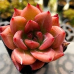허니핑크 5-7451(E. Honey Pink) - 다육식물(Succulents) 허니핑크 5-7451(E. Honey Pink) - 다육식물(Succulents) | Cacti and... 