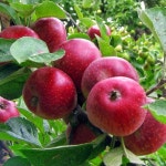 Apple Kingston Black that Mick found growing on his property. | 사과, 과일, 가을