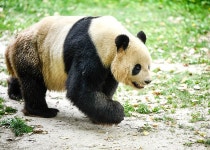 Photographic Zoo Giant Panda Cute 배경 및 무료 다운로드를위한 그림 - Pngtree