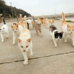 CATS에 관한 92개의 최상의 Pinterest 이미지 | 새끼 고양이, 고양이 및 Cute kittens CATS