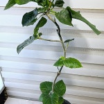 [S자 휘커스움베르타] 플랜테리어 및 공기정화 J0368 -동일품 배송- 높이100cm 폭40cm(Ficus umbellata) - 공기정화식물(air... 
