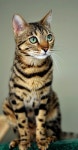 Bilder에 관한 123개의 최상의 Pinterest 이미지 Bilder