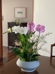 Orchid  arrangements에 있는 Juyeon Kim님의 핀 - 2021