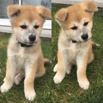 Pin by 홋카이도 왓카나이 도사견 on Hiro akita inu Japonais | Akita, Puppies, Animals