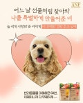 [ANF] B_브랜딩_01_SNS