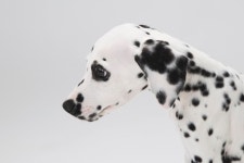 #달마시안 #컴마 #애견 #반려동물 #스튜디오노므 #사진 #강아지... ダルメシアン #Nomu #Dalmatian #comma #Friend #dog | 달마시안, 애견, 강아지