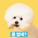 사이에서 입소문난 리뷰 1000개 이상 간식 천고펫비 계절!! #댕… 댕댕이간식,냥이간식,햄찌간식,반려동물용품,쿠팡 – 할인 이벤트 최신 정보