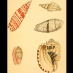 Pin page Shells | 조개