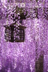 明りの灯ったところも見てみたいものです。 | 정원 가꾸기, 등나무, 수국 가든