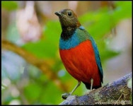 Gorgeous red bellied pitta | 새