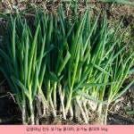 ㆍ #진도울금원영농조합 #진도강황영농조합진도울금농장 in 2024 | Plants, Garden 18900원 ㆍ 김영태님 진도 유기농 흙대파, 유기농... 