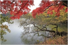 秋景 Pin by Molundae on 풍경사진 | Abstract artwork, Painting, Abstract