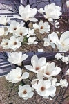 봄꽃과 함께 불쑥 찾아온 봄을 느끼면서... - 2020 | 꽃, 봄 꽃