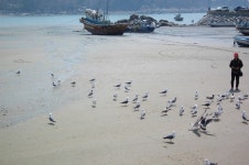 Pin page 인천영종도 을왕리해수욕장 201300502 | Gallery, Animals, Bird