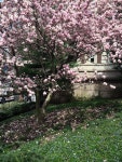 CU in the spring <3 | 애견