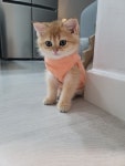 멍때리는 고양이 서순금 - 2021 | 고양이