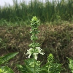 처음보는 바질 꽃👀 . . #영팜 #0farm #함양서상 #다이소바질씨앗 #물발아 #낭만귀농 #바질키우기 #허브키우기 #바질” | 바질, 꽃