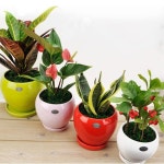 공기정화식물 하이클라스 4p세트 | Planters, Garden, Planter pots