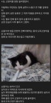 냥이 19살 될 때까지 길러본 ㅎㄱ 냥이 19살 될 때까지 길러본 ㅎㄱ | Story