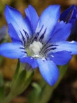 Gentiana thunbergii | 꽃, 꽃그림