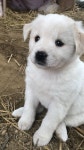 Pin de ꪔ̤̮ em 귀여운 아기 동물..🩵 | Cachorro, Bichinhos fofos, Animais lindos