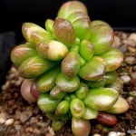 환엽송록금철화 34-84(Sedum lucidum Obesum) - 다육식물(Succulent) 환엽송록금철화 34-84(Sedum lucidum Obesum) - 다육식물... 