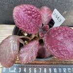 에피스시아 스트로베리2343(Episcia) - 공기정화식물(air purifying plants) 에피스시아 스트로베리2343(Episcia) - 공기정화식물... 
