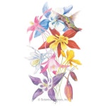 Pin on 들꽃/들풀 6 (botanical interests.com)