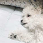 Last night  - - - #반려견 #개스타그램 #멍스타그램 #강아지 #비숑프리제 #말티즈 #푸들 #멍멍이 #dog #dogstagram #pet... 