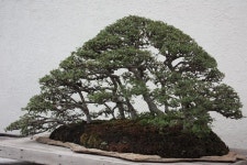 bonsai에 있는 Heung Sun Park님의 핀