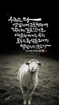 우리는 다 양같아서 / 말씀캘리그라피 / 이사야 53:6