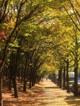 가로수 길~