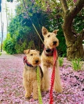 Pin page Lenny Martin on Instagram: “꽃길만 걷자🌸🌸🌸🐶🐶🌸🌸🌸 Things will get better from now on🥳... 
