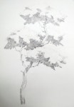 연필 데생 드로잉 <남일 데생> NAMIL ART: [drawing step by step] Drawing a Pine Tree - Basic Pencil drawing process 소나... 