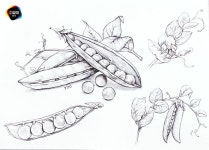 완두콩. 완두콩기초디자인.완두콩드로잉.완두콩소묘