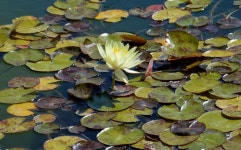 ninfea | 수련