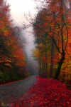 fall에 관한 70개의 최상의 Pinterest 이미지 | 아름다운 장소, 숲 및 자연 fall