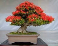 Pin oleh 정현택 남성 di Bonsai. Insp